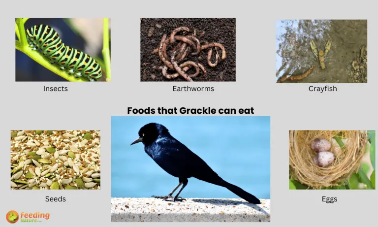 what do grackles eat