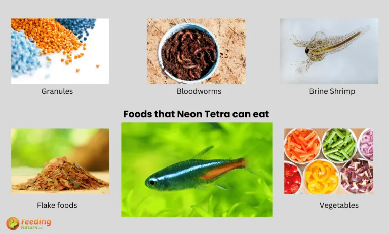 what do neon tetras eat