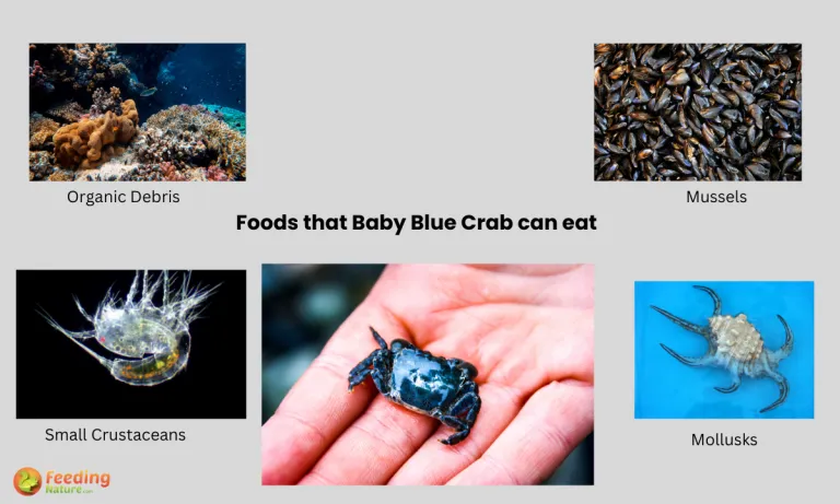 what do baby blue crab eat