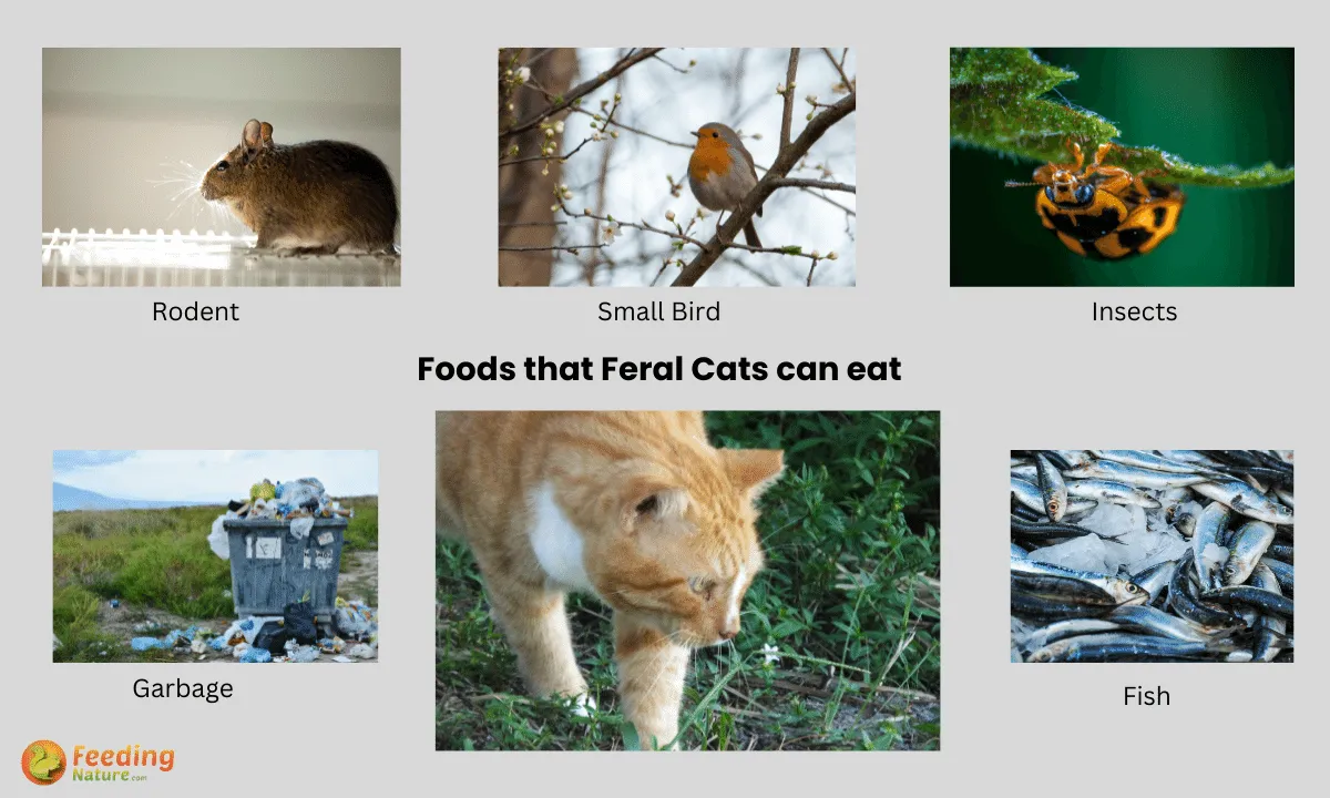 What Do Feral Cats Eat? 5 Foods They Love Feeding Nature