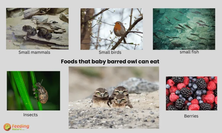 what do baby barred owls eat