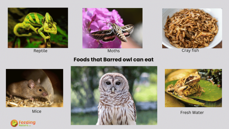 what do barred owls eat