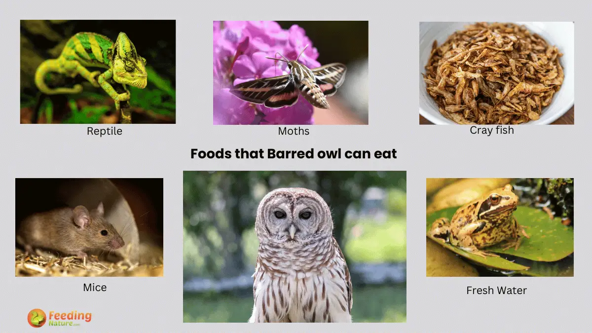 What Do Barred Owls Eat? 5 Foods They Love! - Feeding Nature