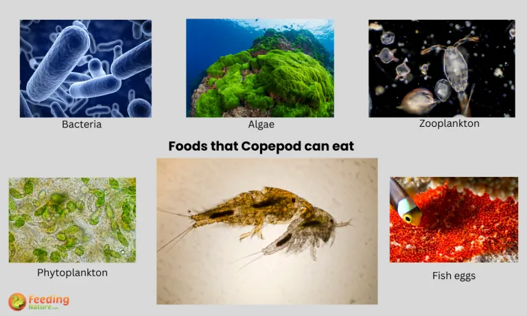 what do Copepod eat