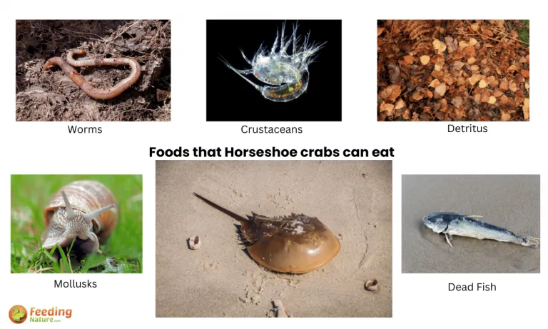 what do horseshoe crabs eat