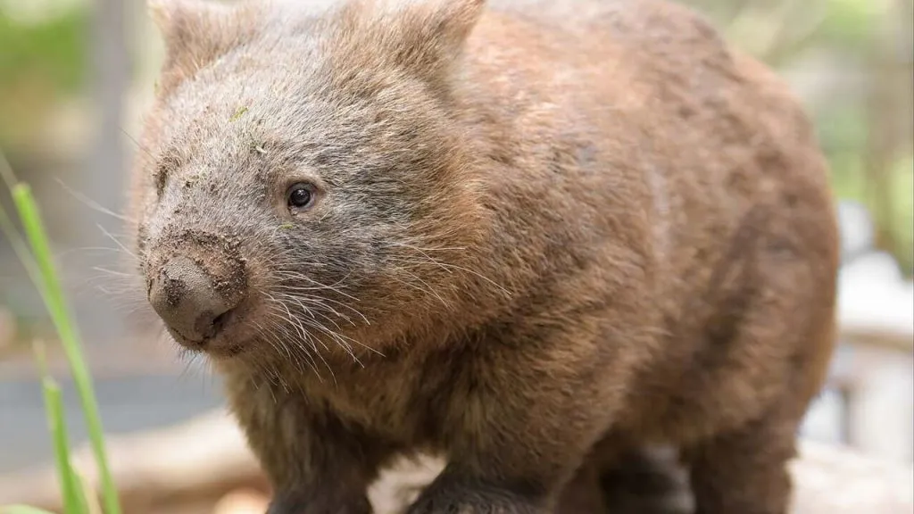 Wombat in jungle