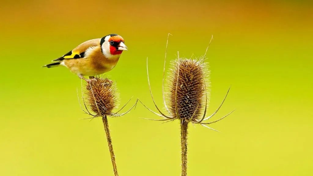 goldfinch feeding