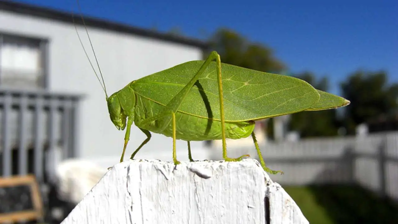 what do katydids eat