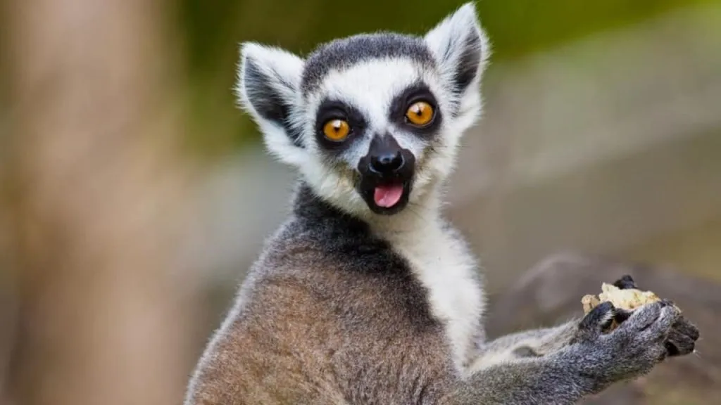 lemur eating