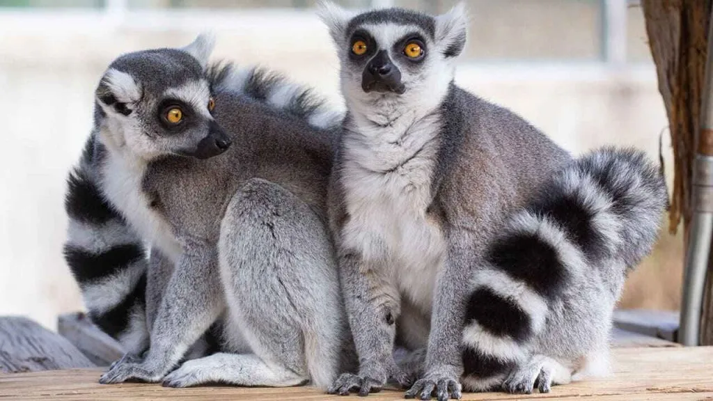 two ringtail lemur