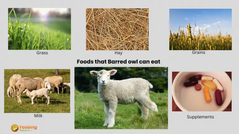 What Do Lamb Eat