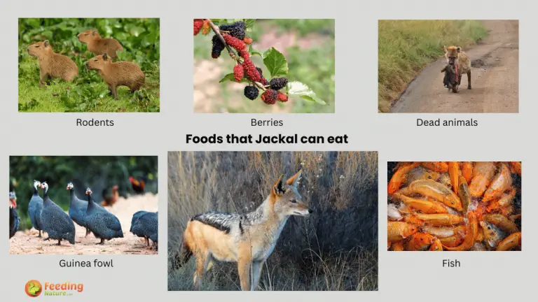 what do jackals eat