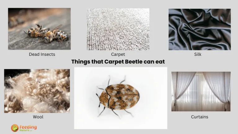 what do carpet beetles eat