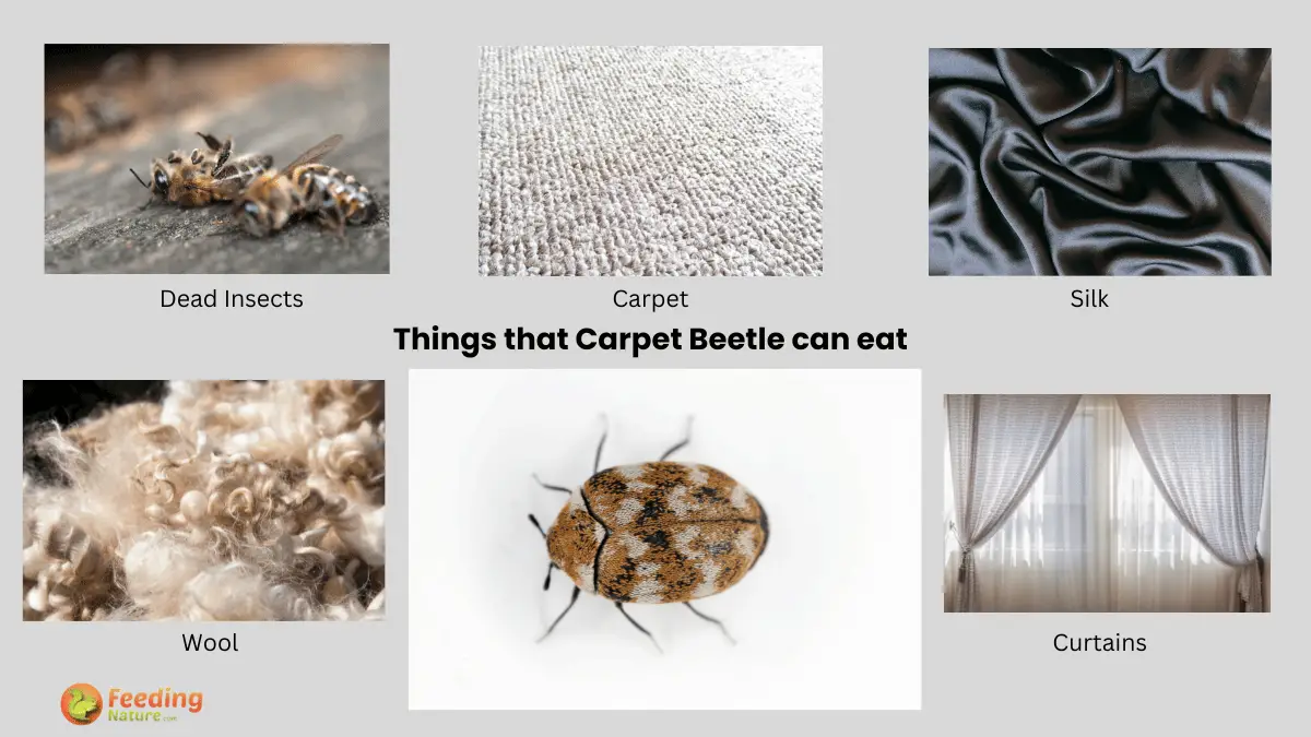 The Hungry House Guests: What Do Carpet Beetles Eat? - Feeding Nature