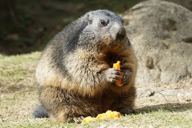 what do marmots eat