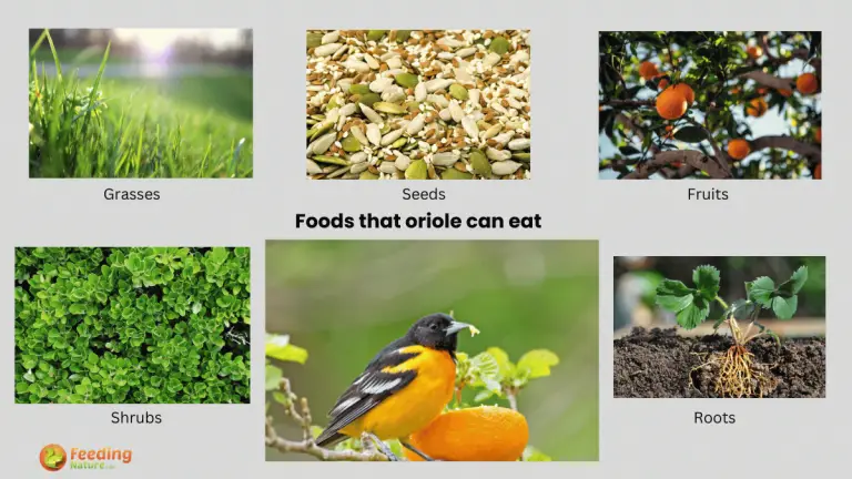 what do orioles eat