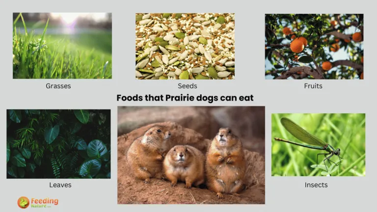 what do prairie dogs eat
