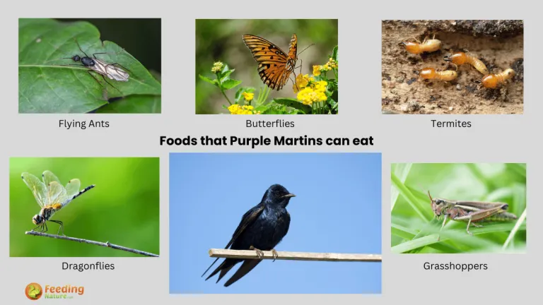 what do purple martins eat