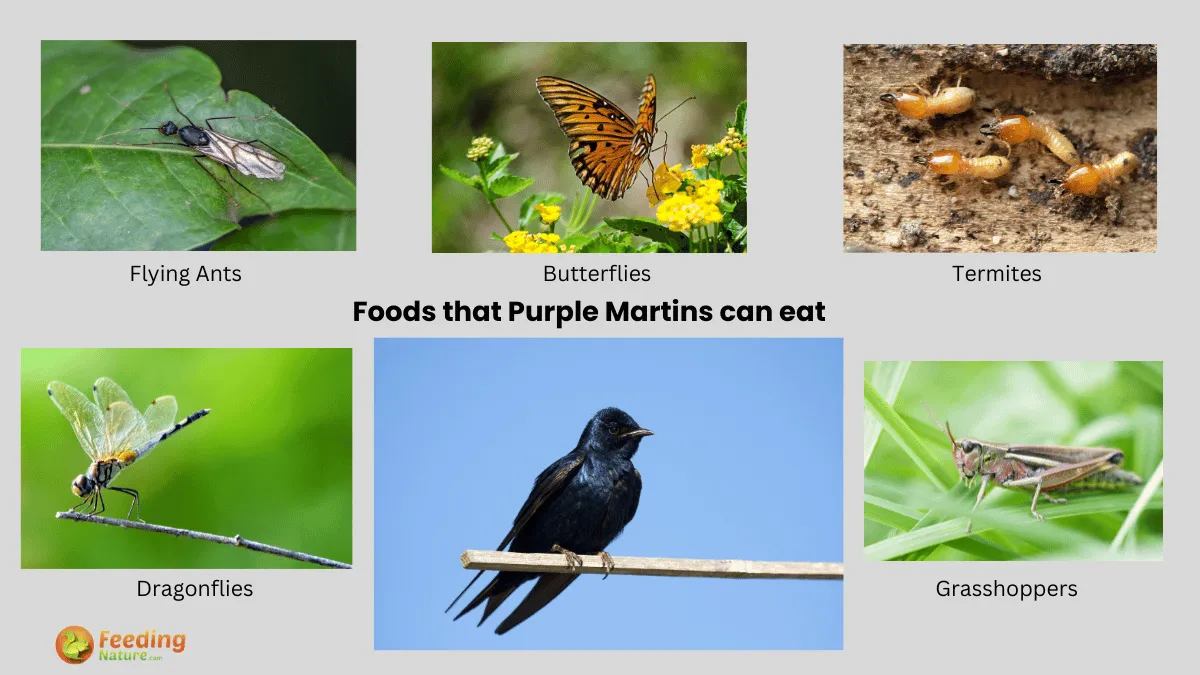 What Do Purple Martins Eat? A Gourmet Guide to Their Diet Feeding Nature