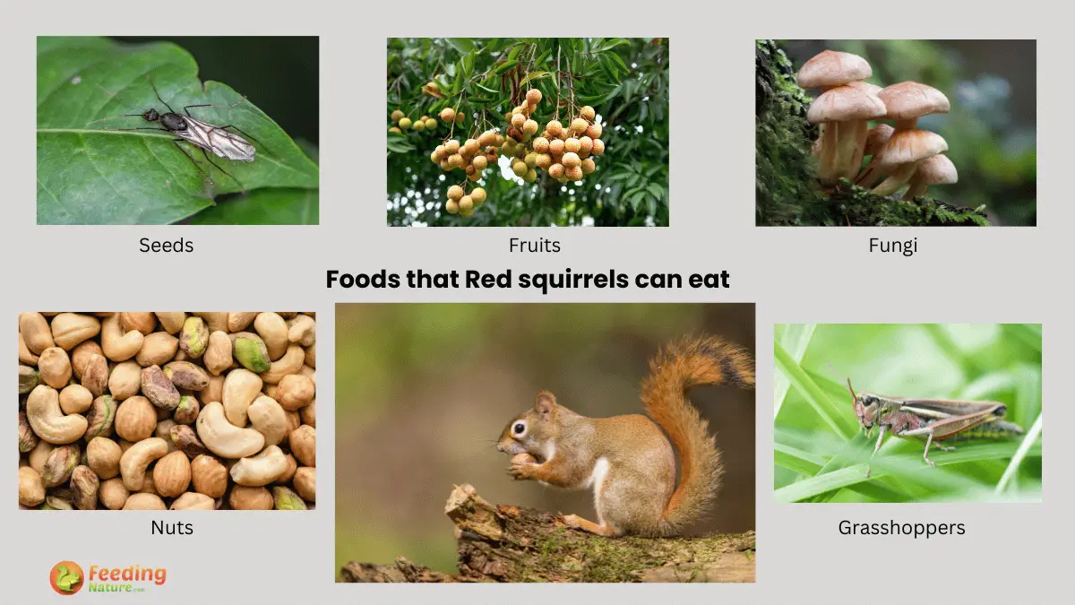 What Do Red Squirrels Eat? Red Squirrels' Culinary Adventures - Feeding