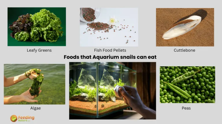 what do aquarium snails eat