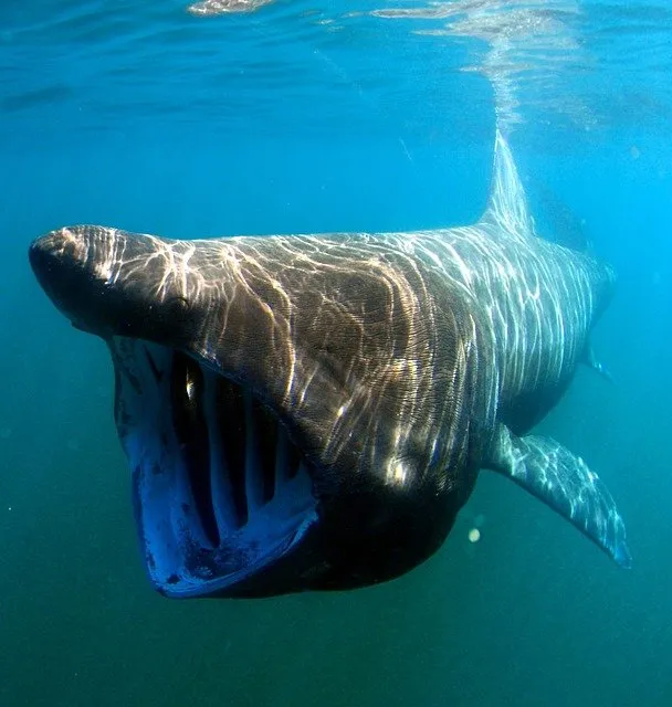 what do basking sharks eat