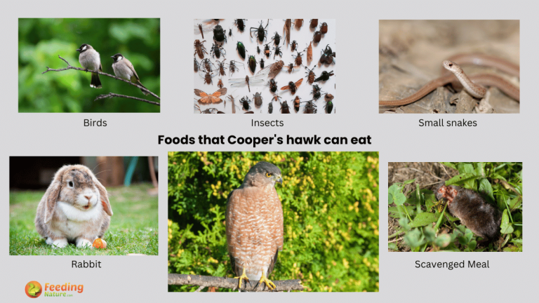 what do cooper hawks eat