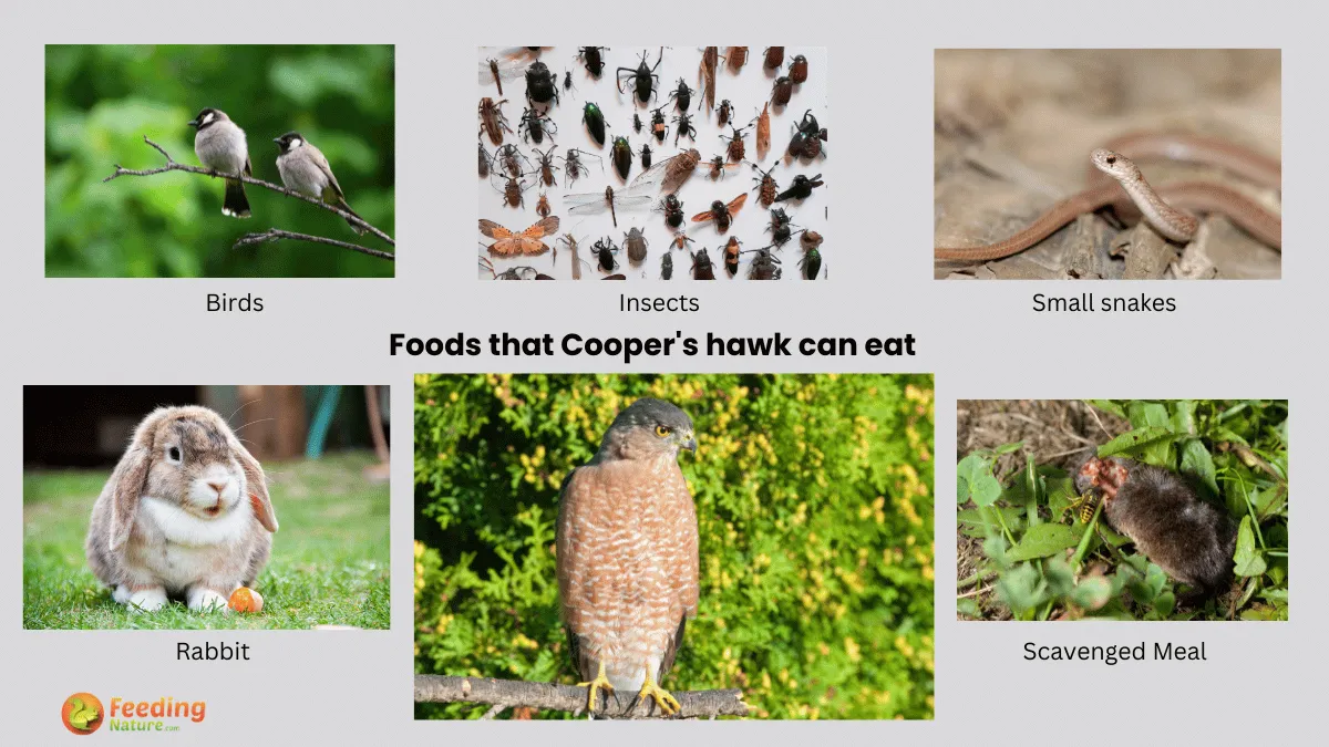 Unraveling the Palate of Cooper Hawks What Do Cooper Hawks Eat