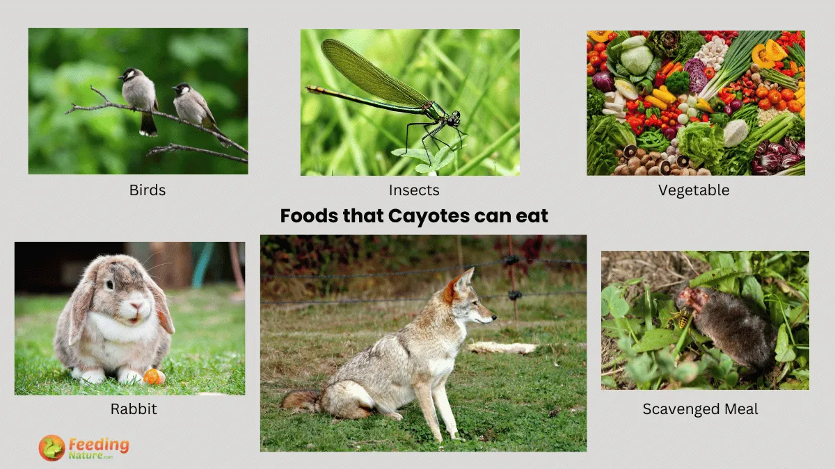 What Do Coyotes Eat? A Dive into Their Eclectic Menu! Feeding Nature