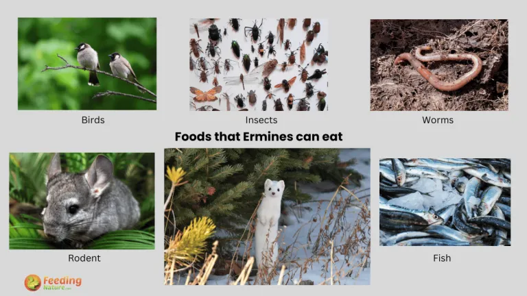 what do ermines eat