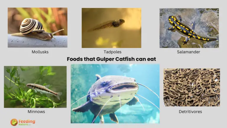 what do gulper catfish eat