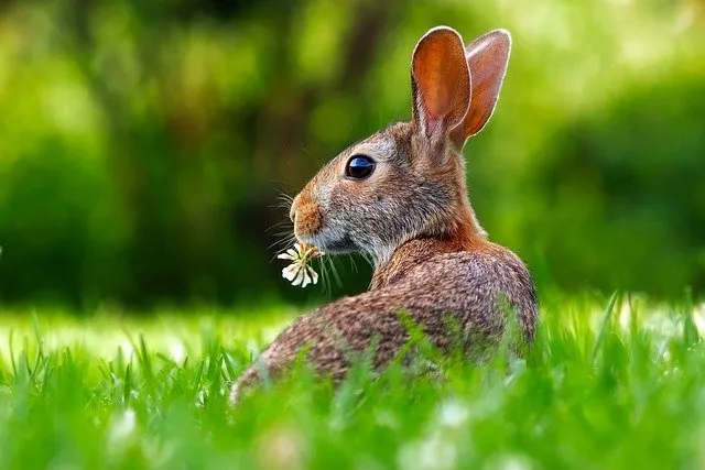 what do hares eat