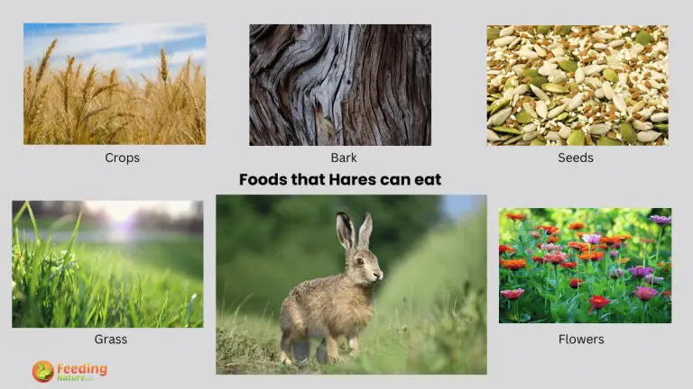 what do hares eat