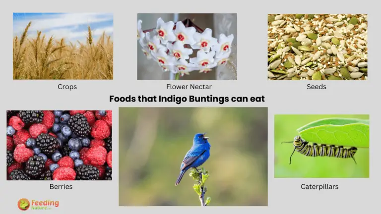 what do indigo buntings eat