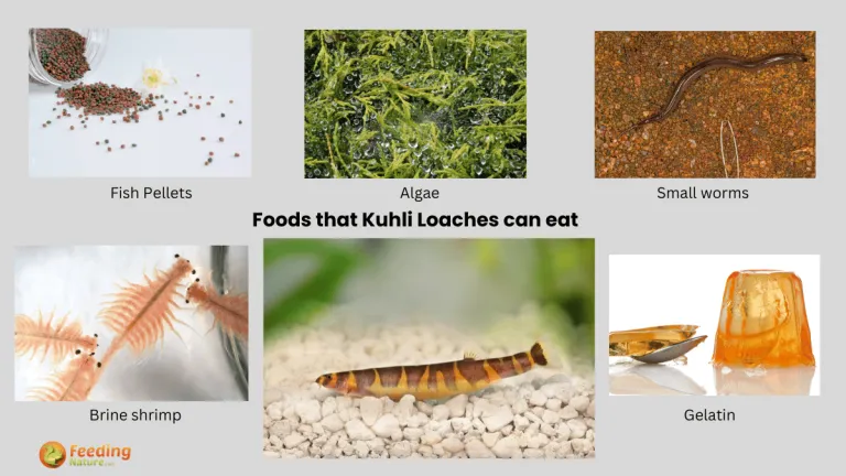 what do kuhli loaches eat