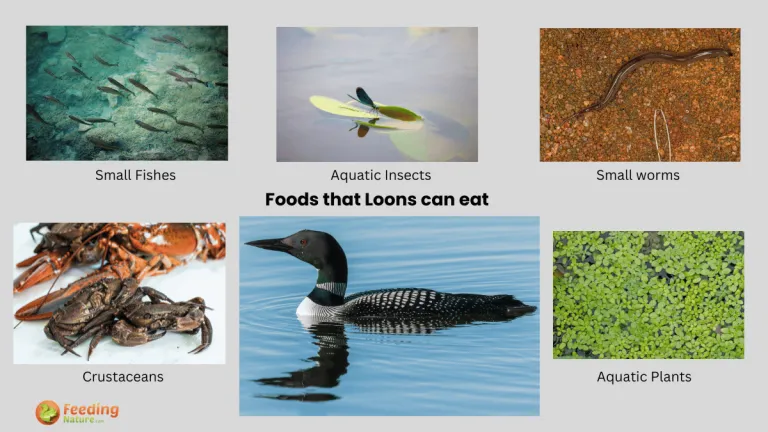 what do loons eat
