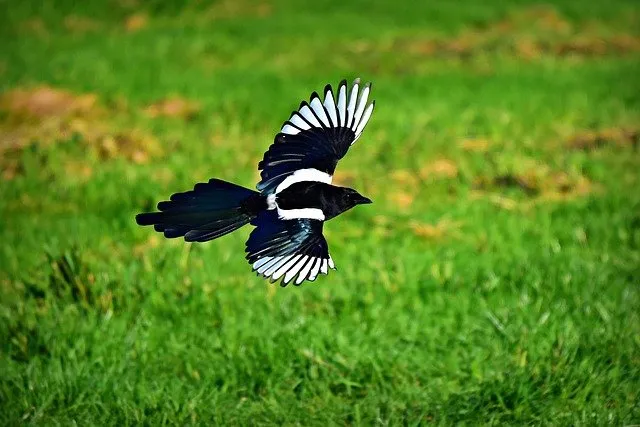 what do magpies eat