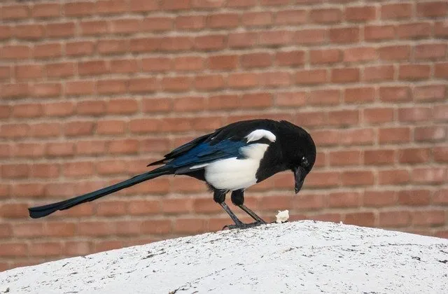what do magpies eat