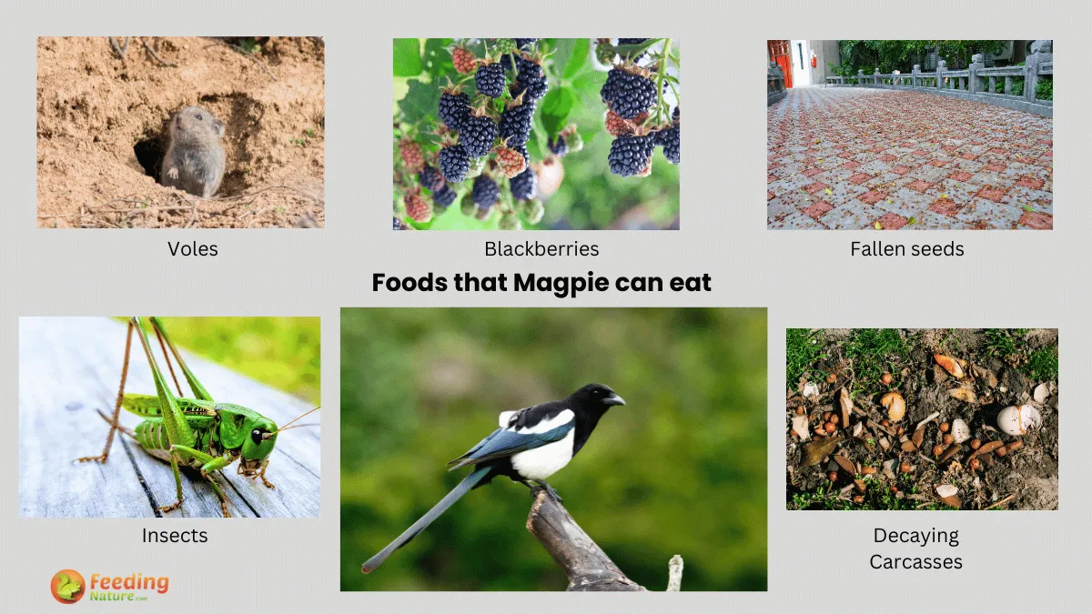 What Do Magpies Eat? Unveiling their Culinary Preferences Feeding Nature