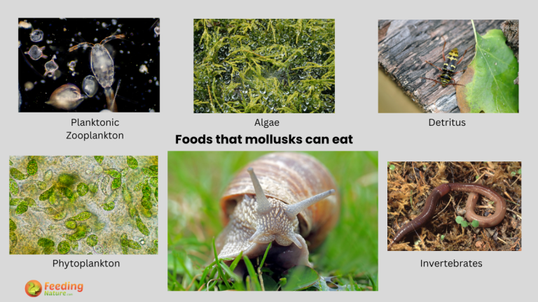 what do mollusks eat