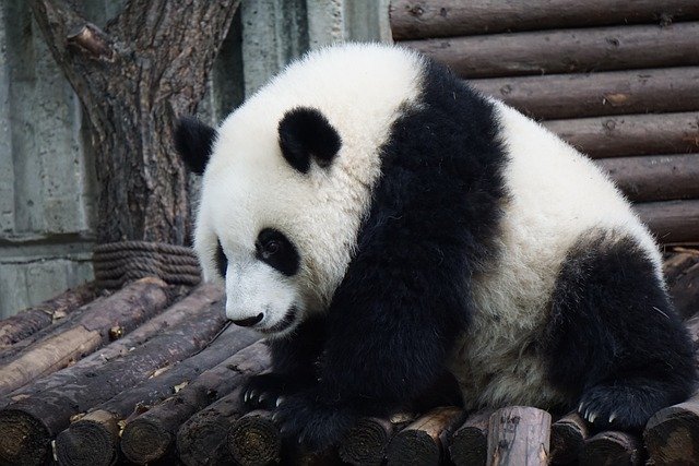 what do pandas eat besides bamboo