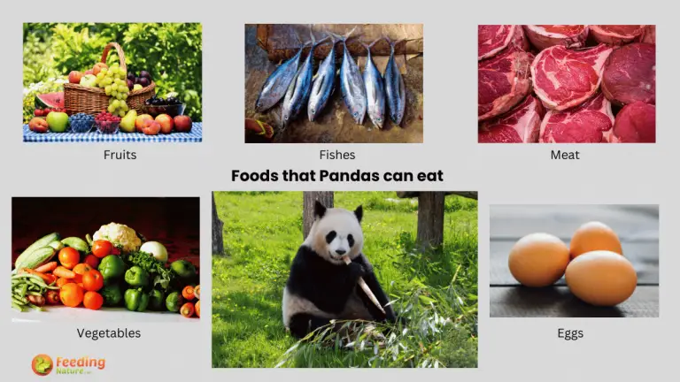 what do pandas eat besides bamboo