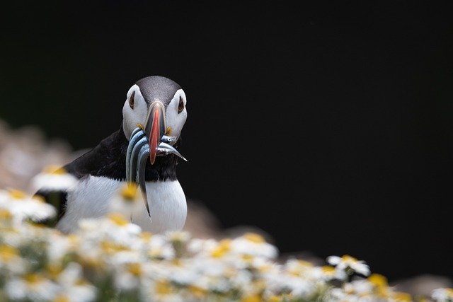 what do puffins eat