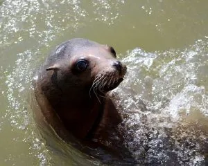 Gastronomic Delights of Sea Lions: What Do Sea Lions Eat? - Feeding Nature