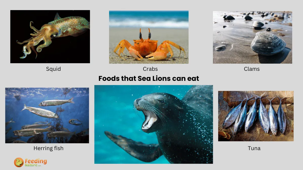 Gastronomic Delights of Sea Lions: What Do Sea Lions Eat? - Feeding Nature