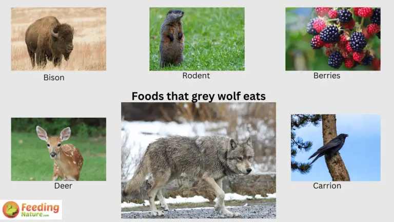 what do gray wolves eat