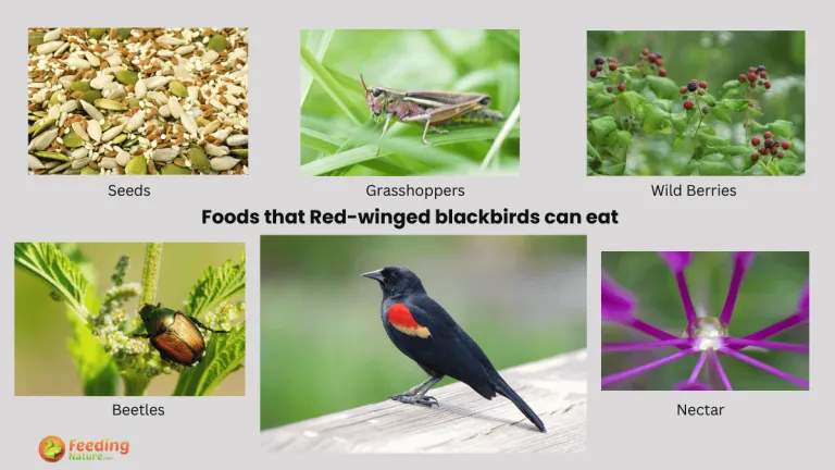 what do red winged blackbirds eat