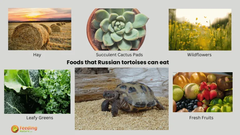 what do russian tortoises eat