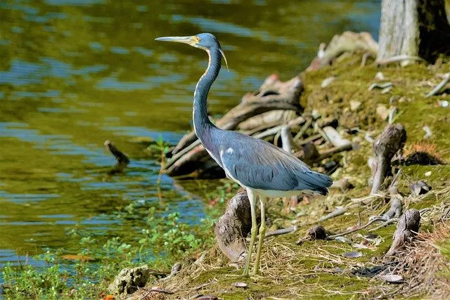 what do great blue herons eat