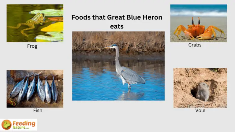 what do great blue herons eat